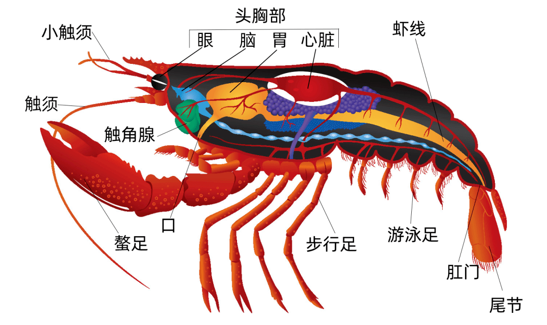 小龍蝦頭里的是“屎”還是“黃”？能吃嗎？