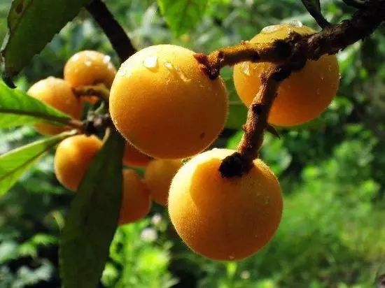 《周末醫(yī)生》40期——小滿，清熱枇杷正當(dāng)“食”！